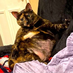 Nova ✨My rotisserie chicken shaped love, wanted to help give you a huge discount